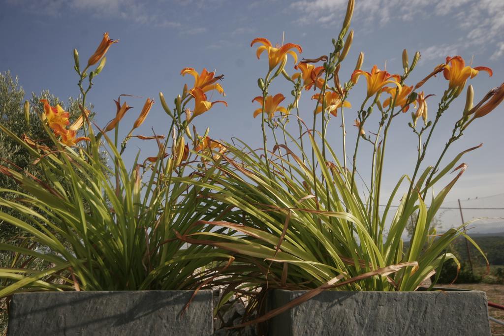 Apartment Salatic *