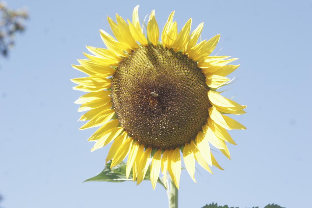 Salatic